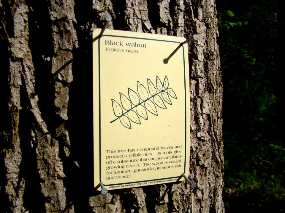 Oldtown Creek Preserve