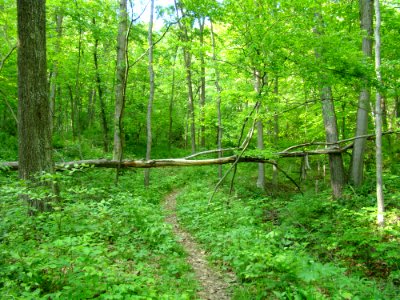 Oldtown Creek Preserve