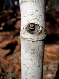 My Aspen Has A Knee Cap
