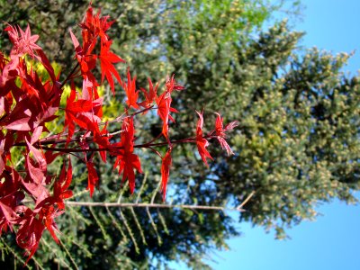 Acer Palmatum photo