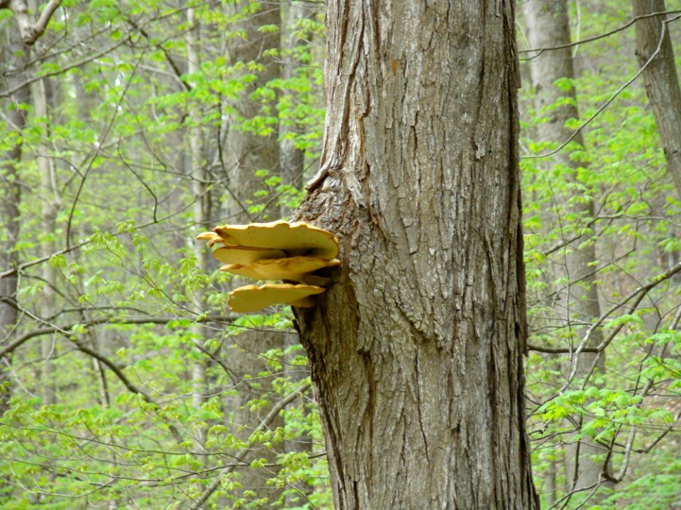 Boch Hollow State Nature Preserve