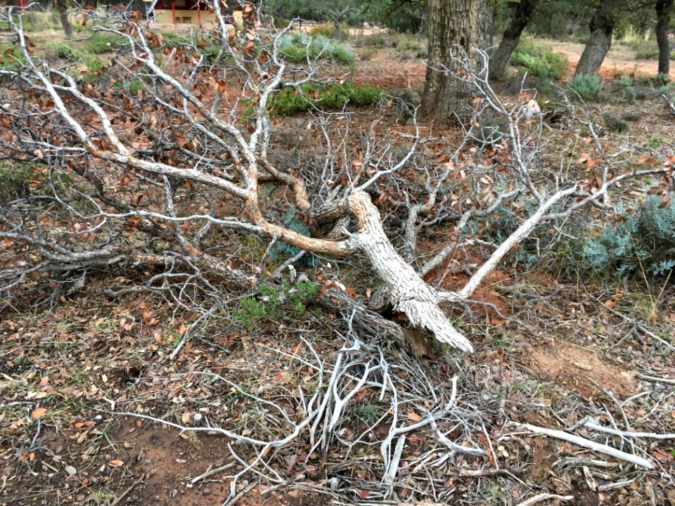 Freshly Fallen Limb