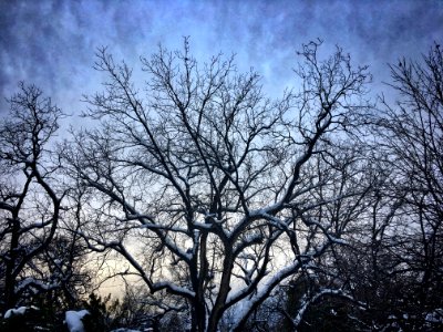 Big Wide Tree Reach
