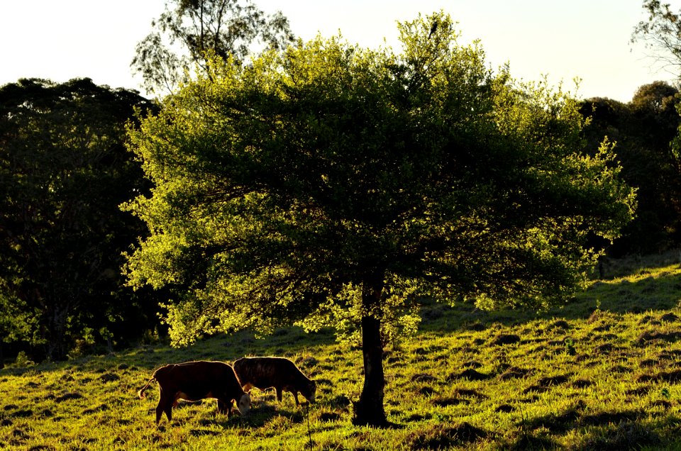 Plant Sky Natural Landscape Branch
