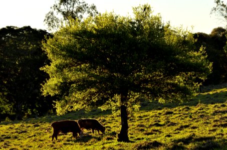 Plant Sky Natural Landscape Branch