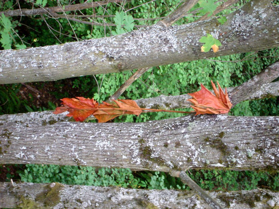 Tree Wood Branch Trunk