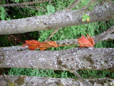 Tree Wood Branch Trunk photo