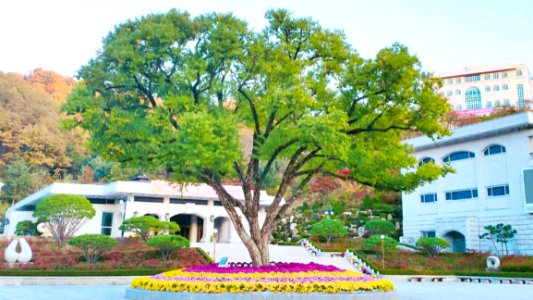Plant Building Flower Sky