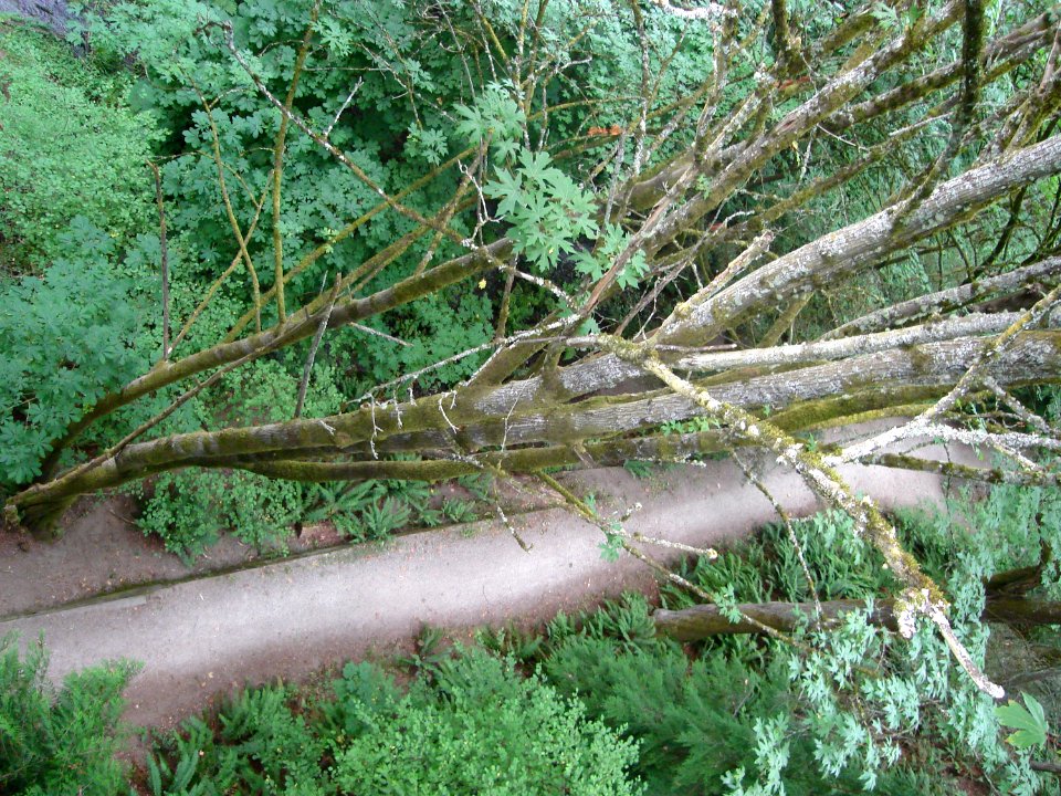 Wood Plant Trunk Terrestrial Plant