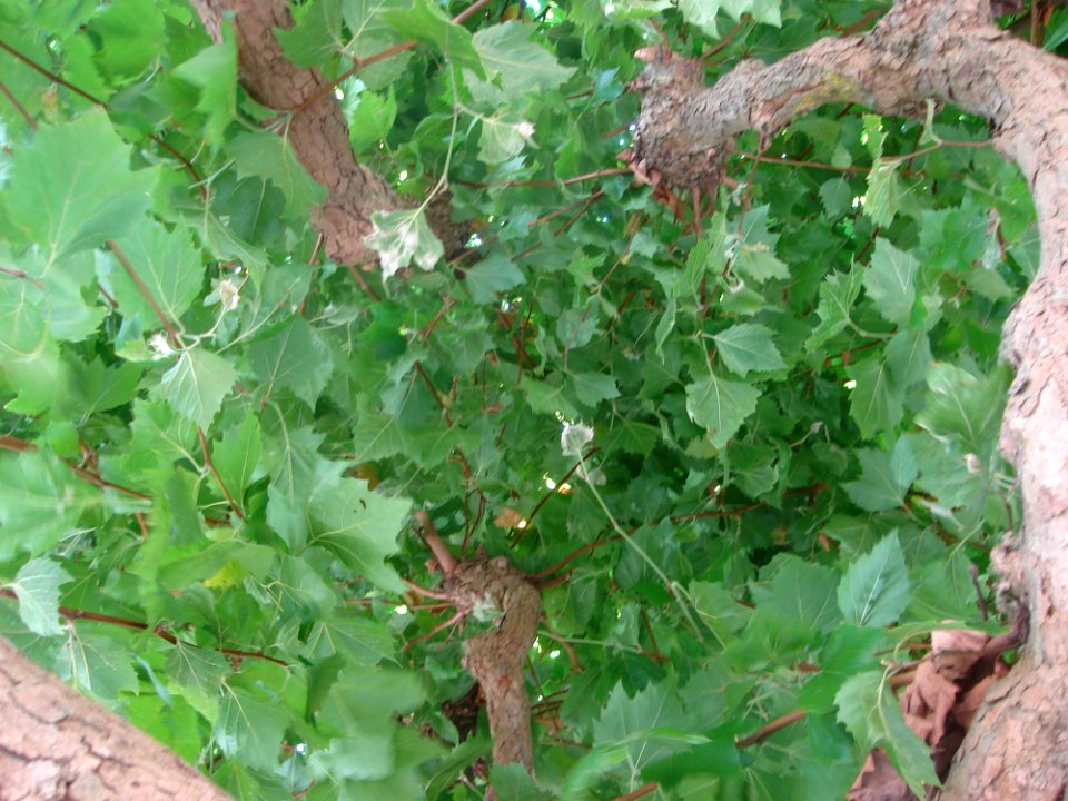 Plant Leaf Woody Plant Groundcover