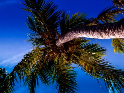 Sint Maarten Palm Tree