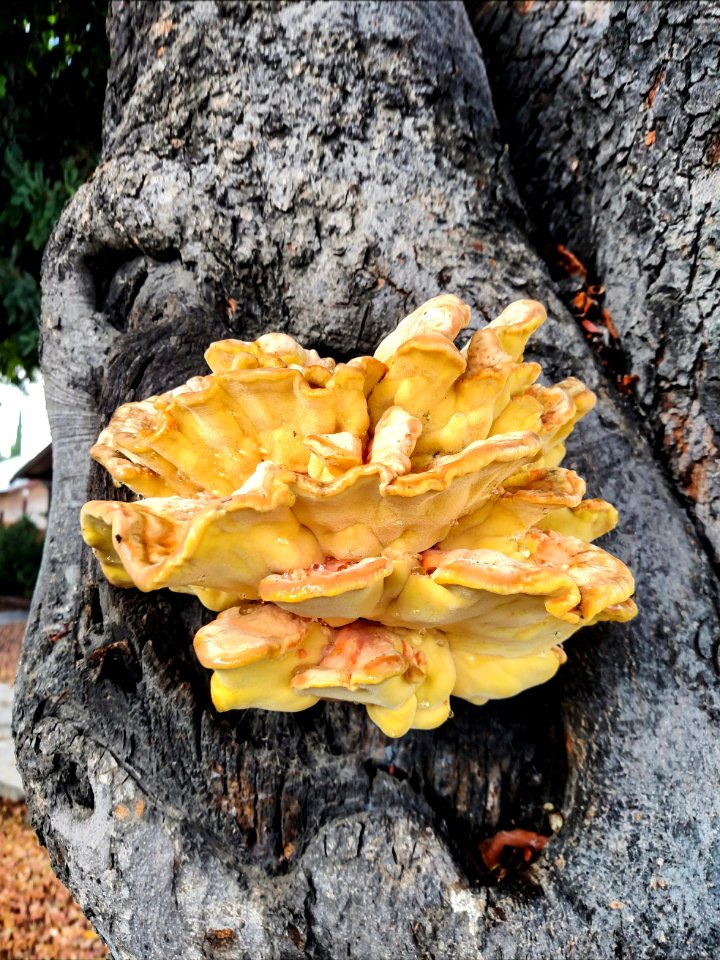 Laetiporus Gilbertsonii Burdsall (Sulphur Shelf Or Chicken Of The Woods)