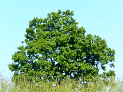 Sky Plant Natural Landscape Tree