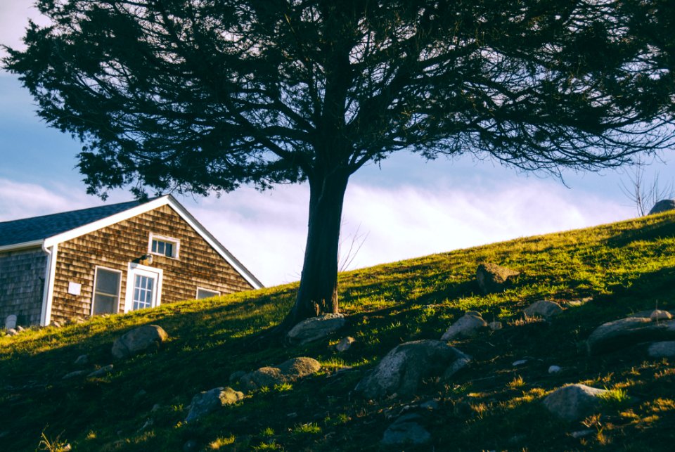 Tree On Hill By House