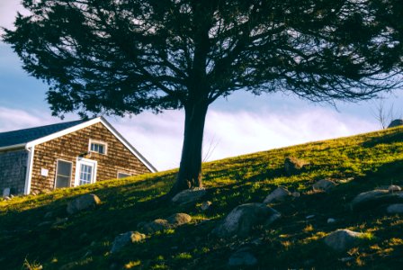 Tree On Hill By House photo