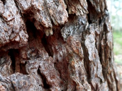 Tree Bark Macro photo
