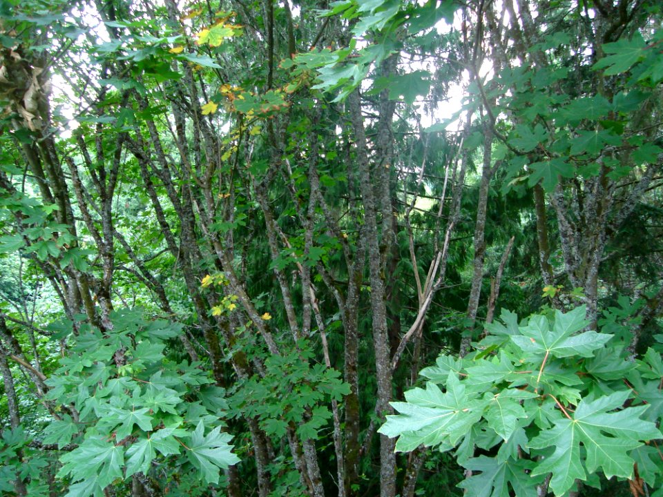 Plant Terrestrial Plant Tree Natural Landscape