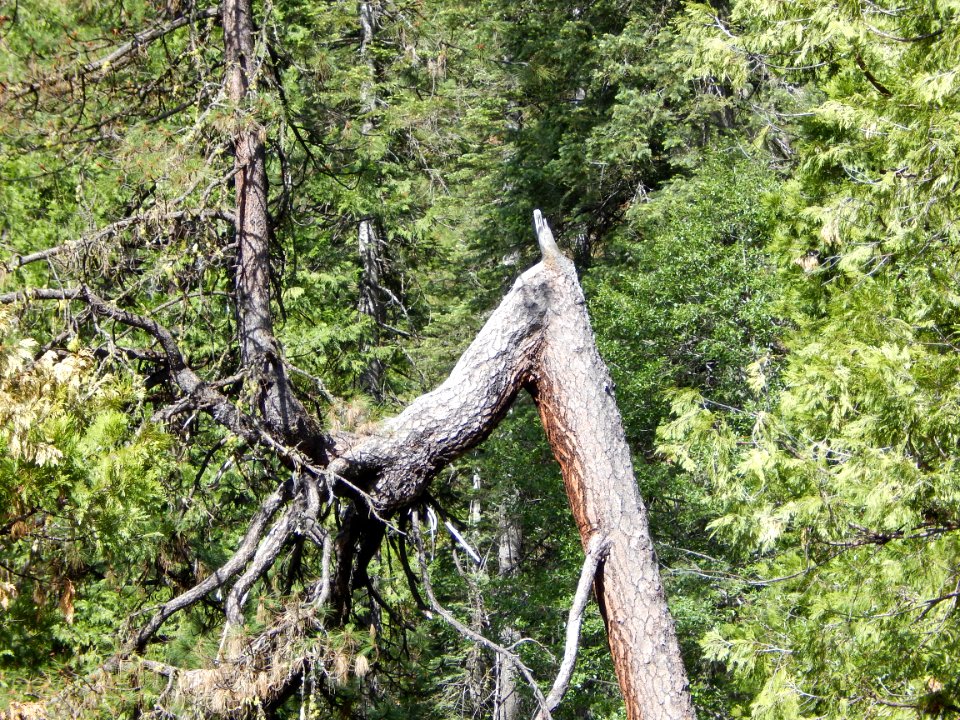 Plant Twig Tree Wood