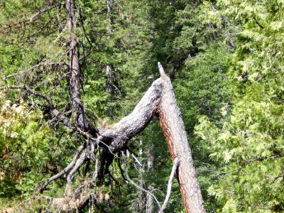Plant Twig Tree Wood