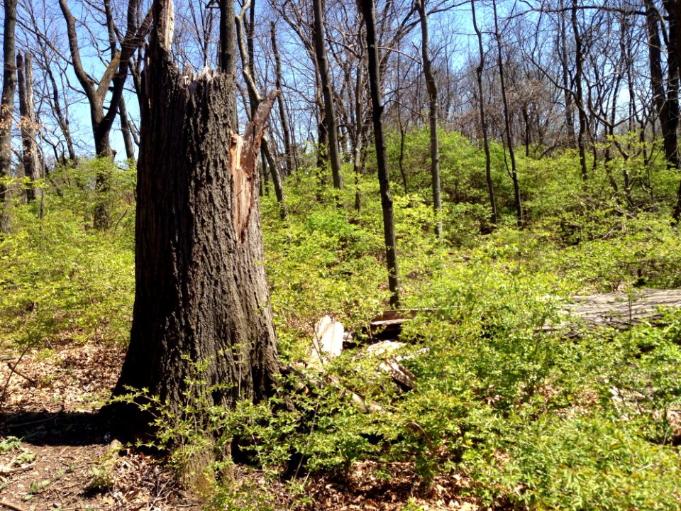 Smith Nature Park And Slyh Run