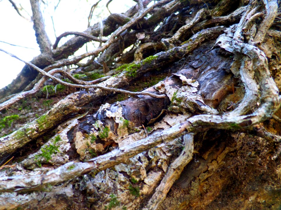 Big Old Vine Covered Tree