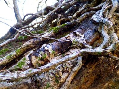 Big Old Vine Covered Tree