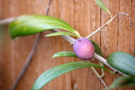 Extending The Olive Branch