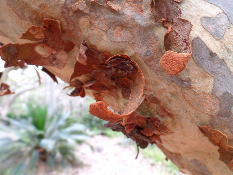 Australian Spotted Gum