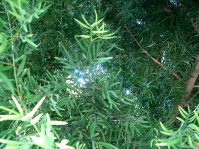 Larch Terrestrial Plant Tree Evergreen