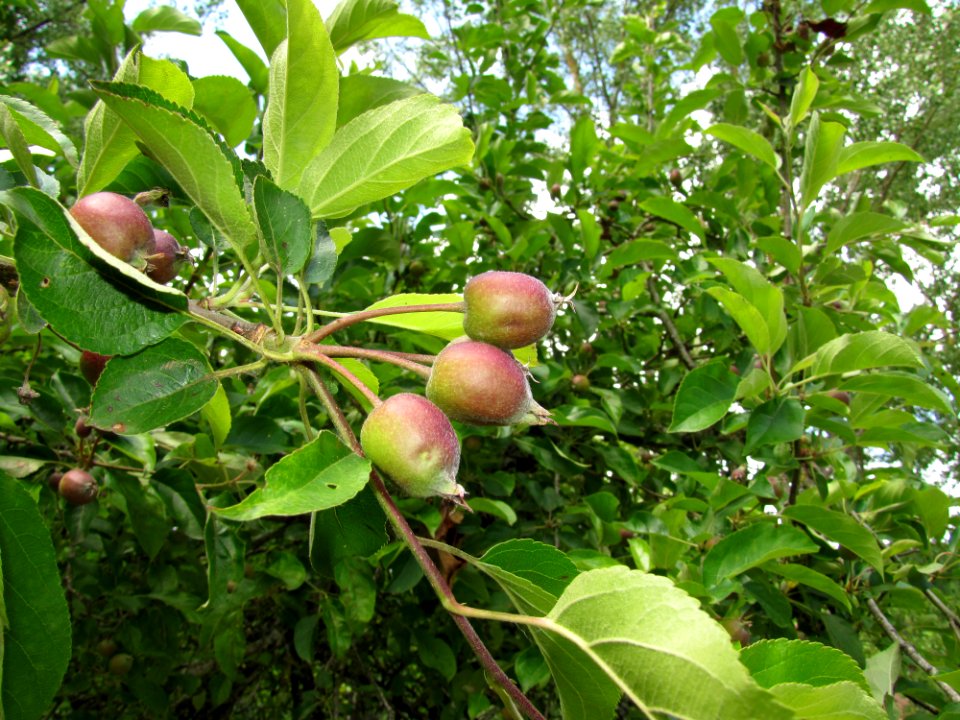 Food Fruit Branch Plant