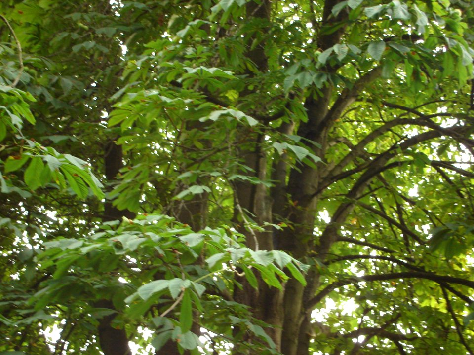 Terrestrial Plant Tree Twig Plant