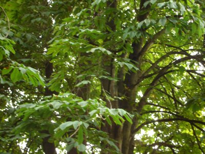 Terrestrial Plant Tree Twig Plant