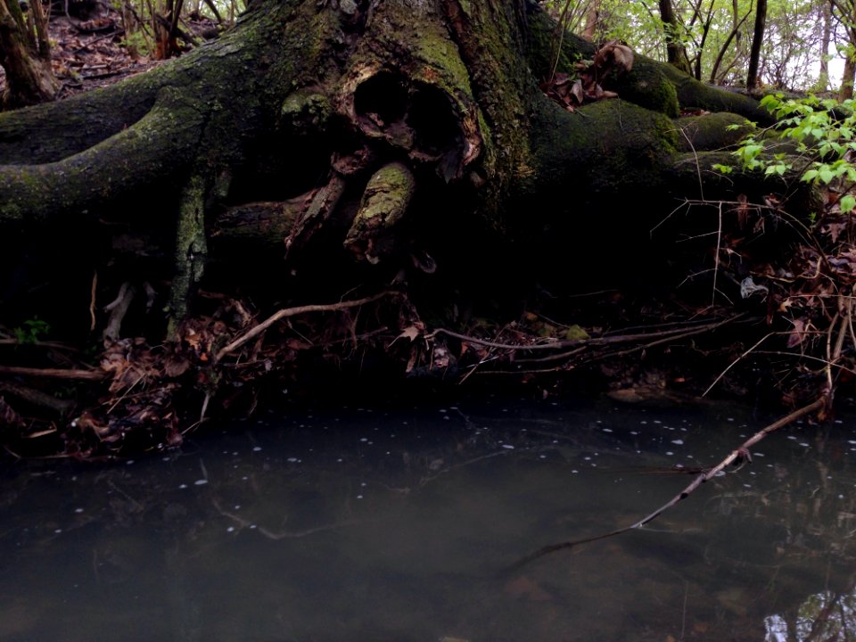 Smith Nature Park And Slyh Run