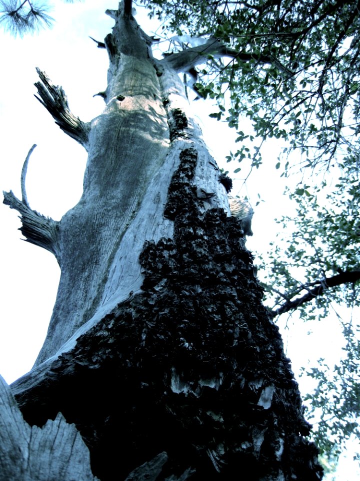 Sky Wood Branch Cloud