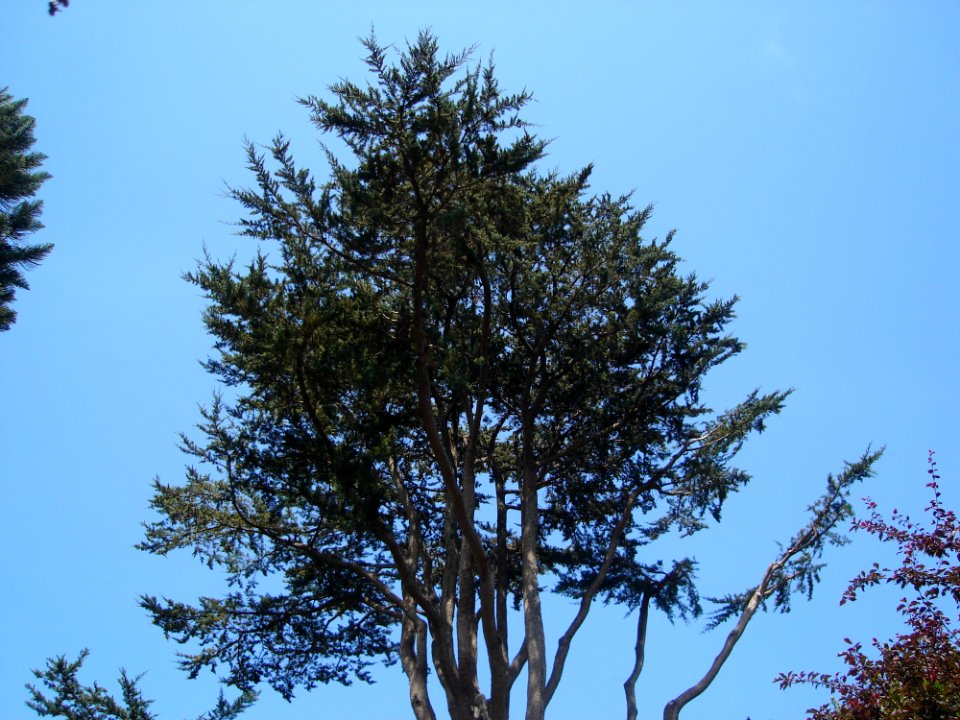 Sky Larch Natural Landscape Branch