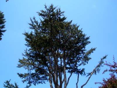 Sky Larch Natural Landscape Branch