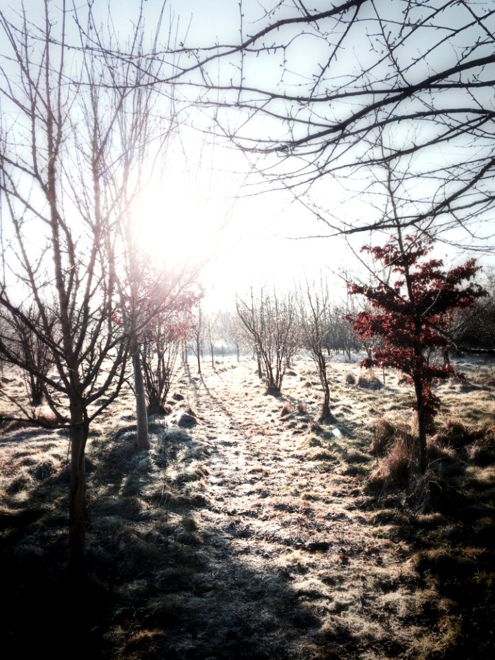 Sunshine On Winter Landscape
