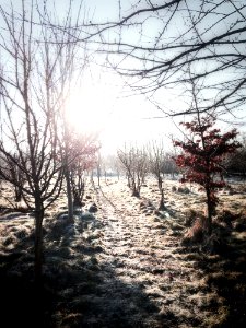 Sunshine On Winter Landscape photo
