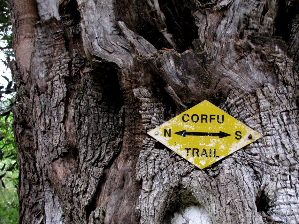 Plant Wood Trunk Tree