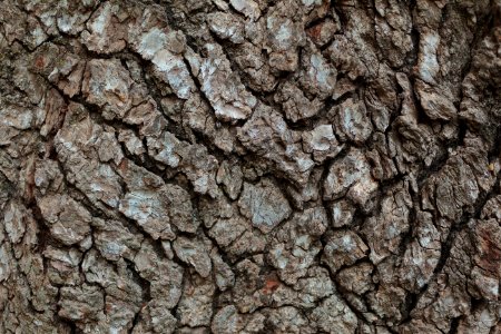 Tree Bark Macro