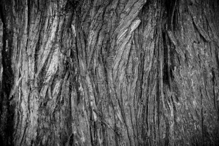 Tree Bark Texture