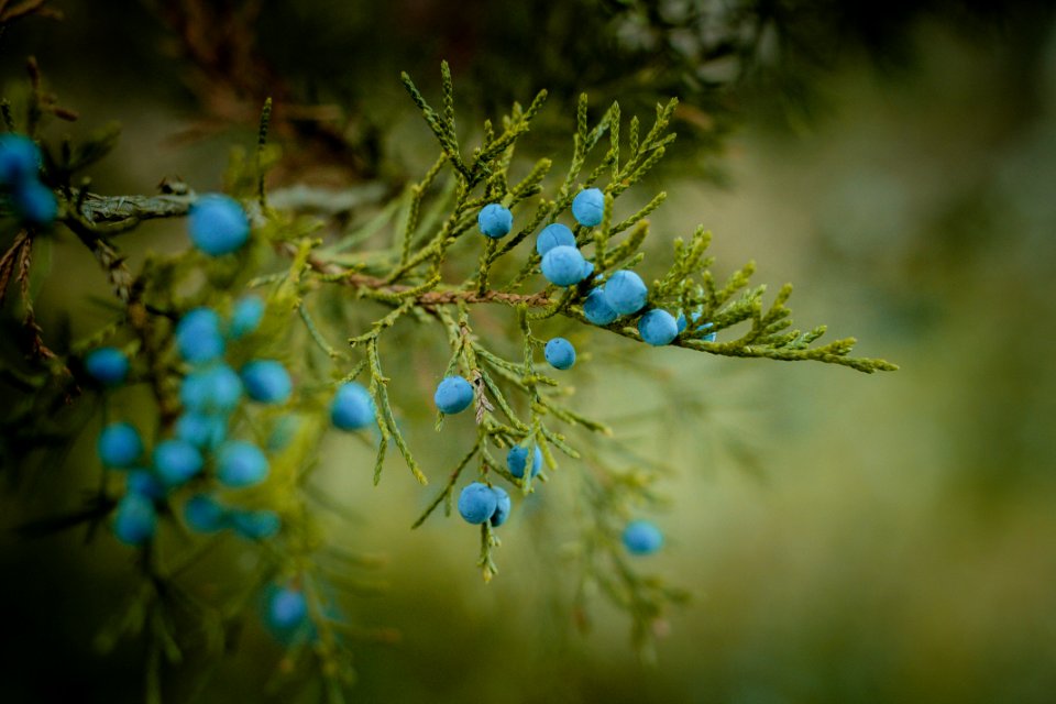 Blue Juniper Berries On Tree