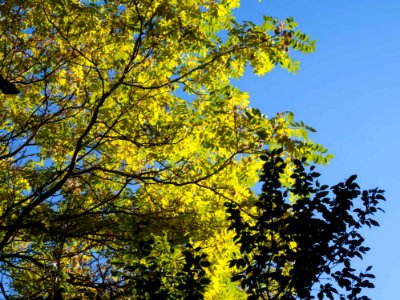 Yellow-Green Tree On Blue Background photo
