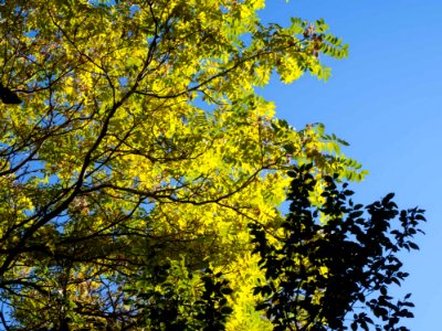 Yellow-Green Tree On Blue Background