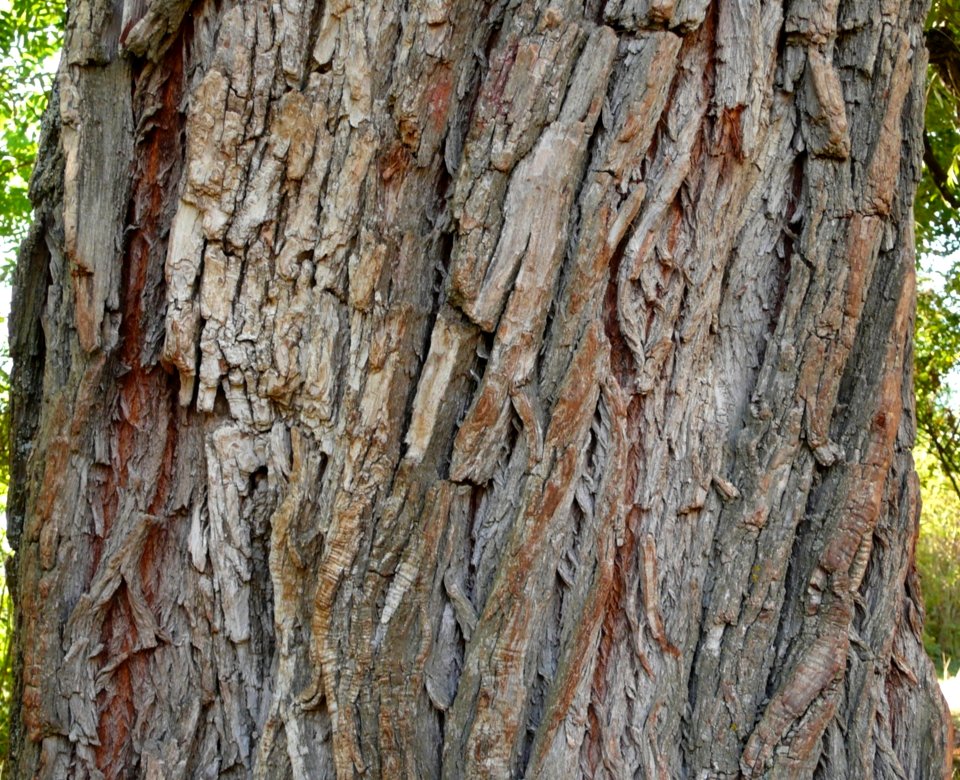 Brown Plant Tree Trunk