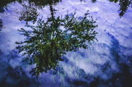 Tree Reflected In Pond Water