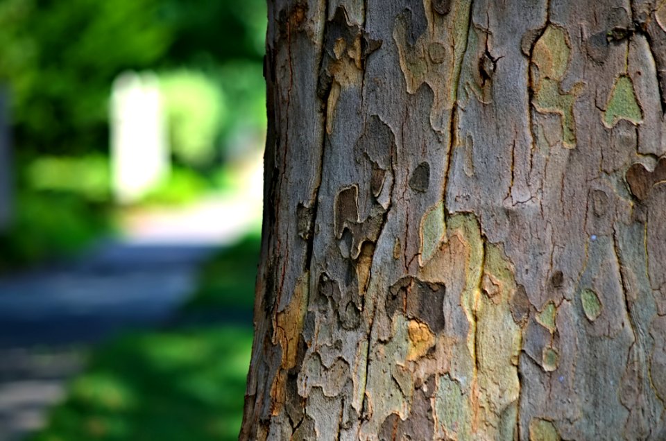 Mid-summer Sycamore