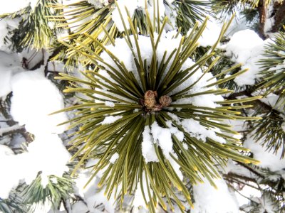 Macro Of Snow On Pine Leaves photo