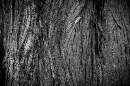 Tree Bark Texture