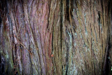 Tree Bark Texture